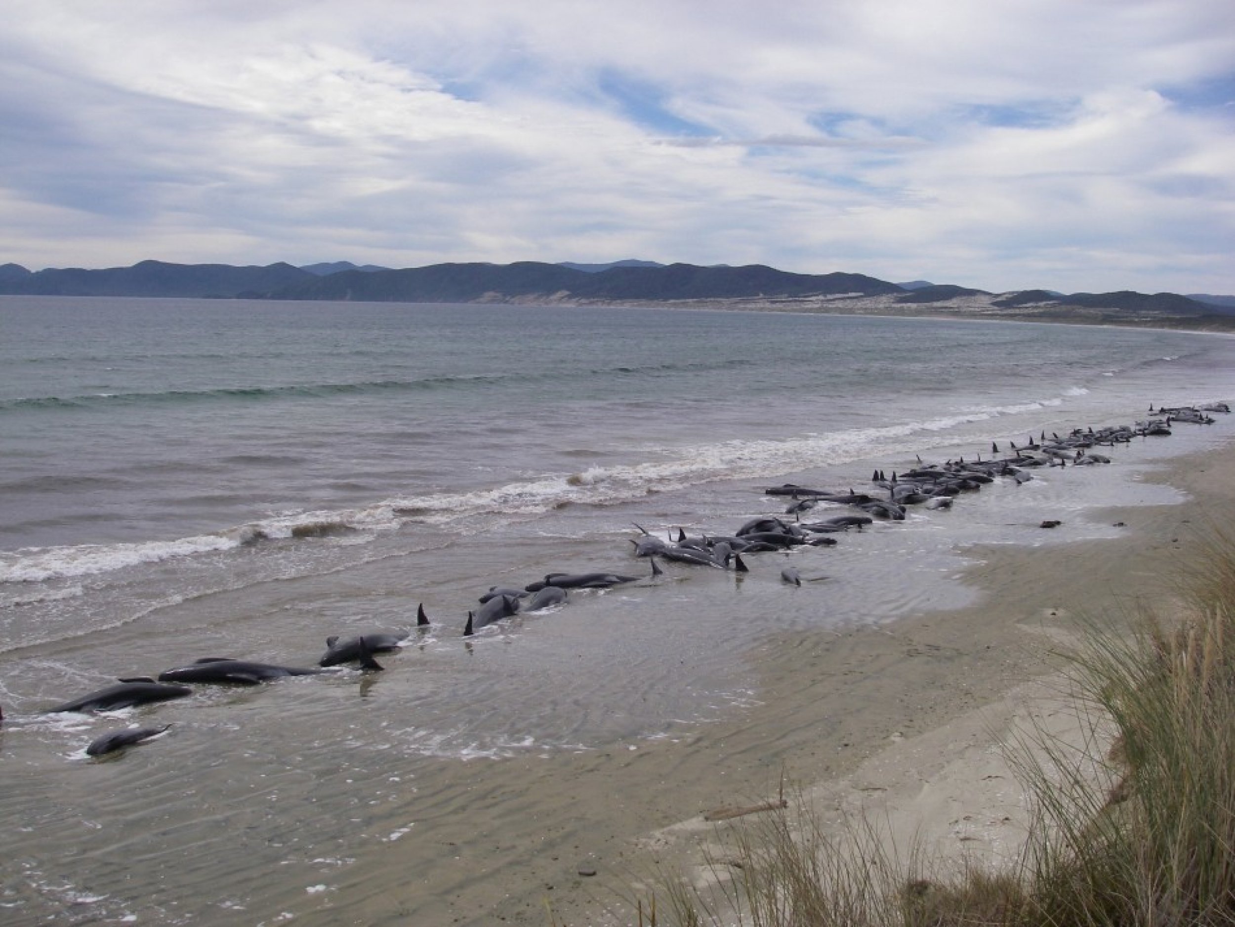 Handout photo of a pod of 107 pilot whales stranded on Mason Bay on Stewart Island
