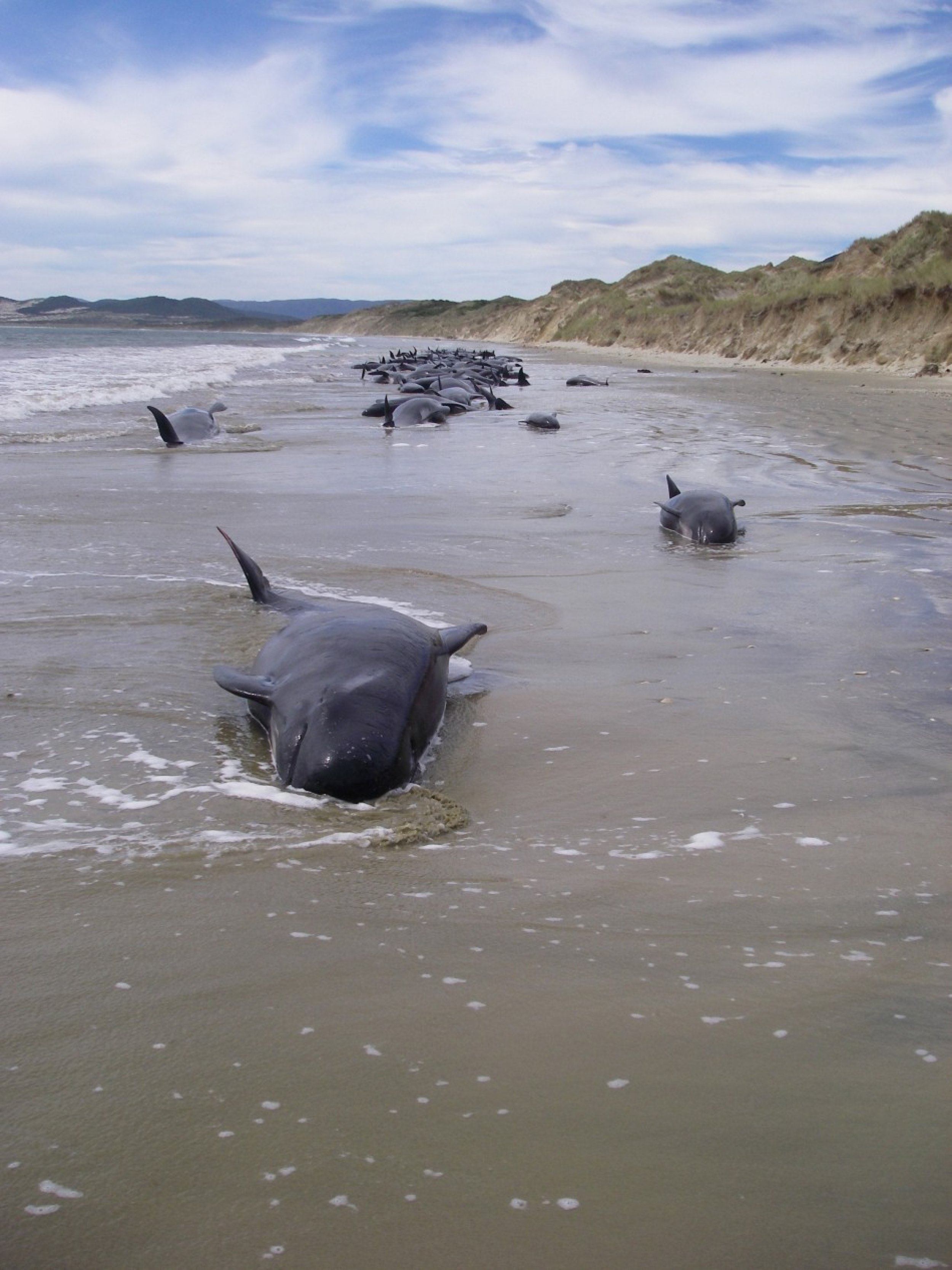 Handout photo of a pod of 107 pilot whales stranded on Mason Bay on Stewart Island 2