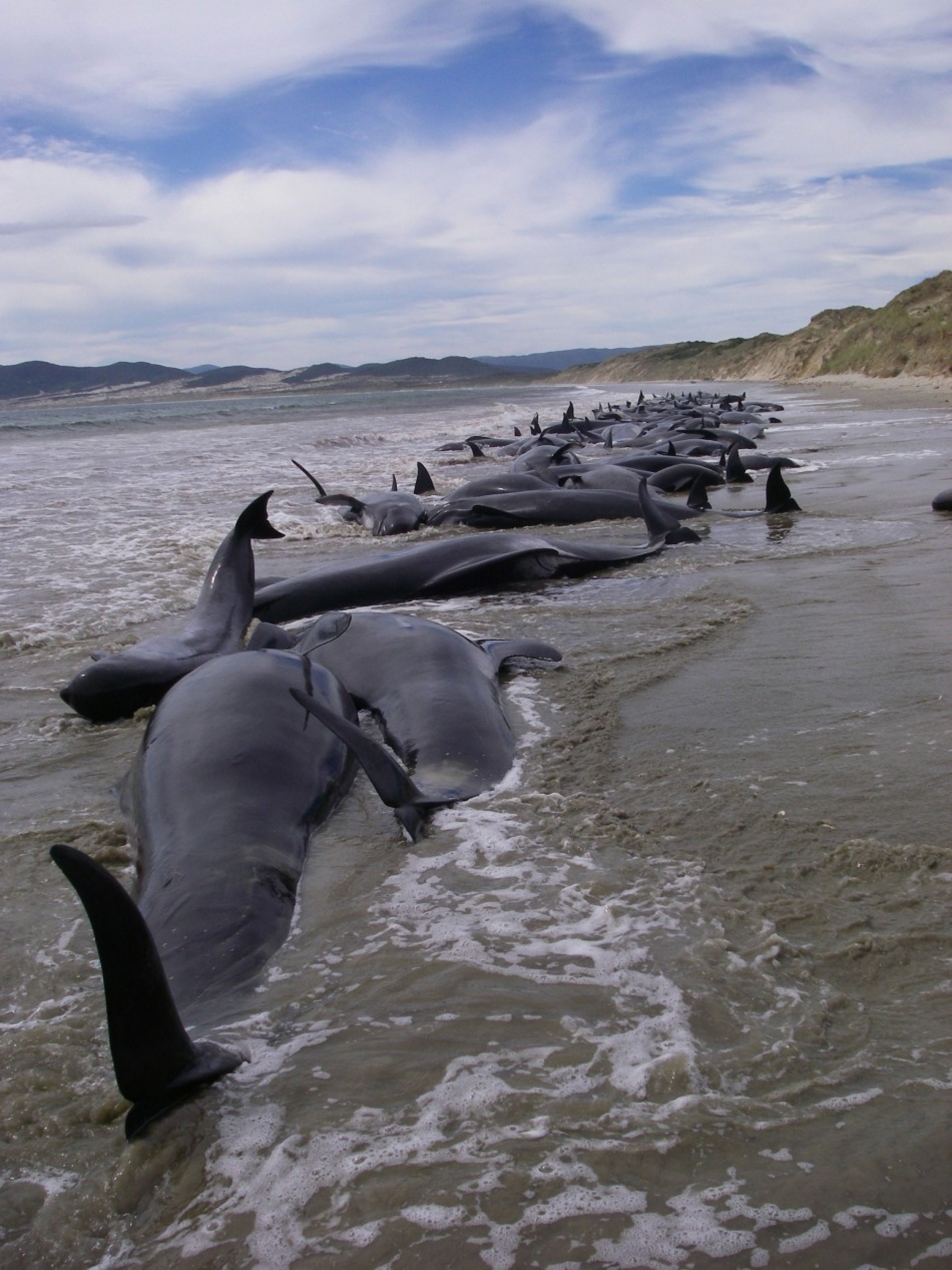 Handout photo of a pod of 107 pilot whales stranded on Mason Bay on Stewart Island 3