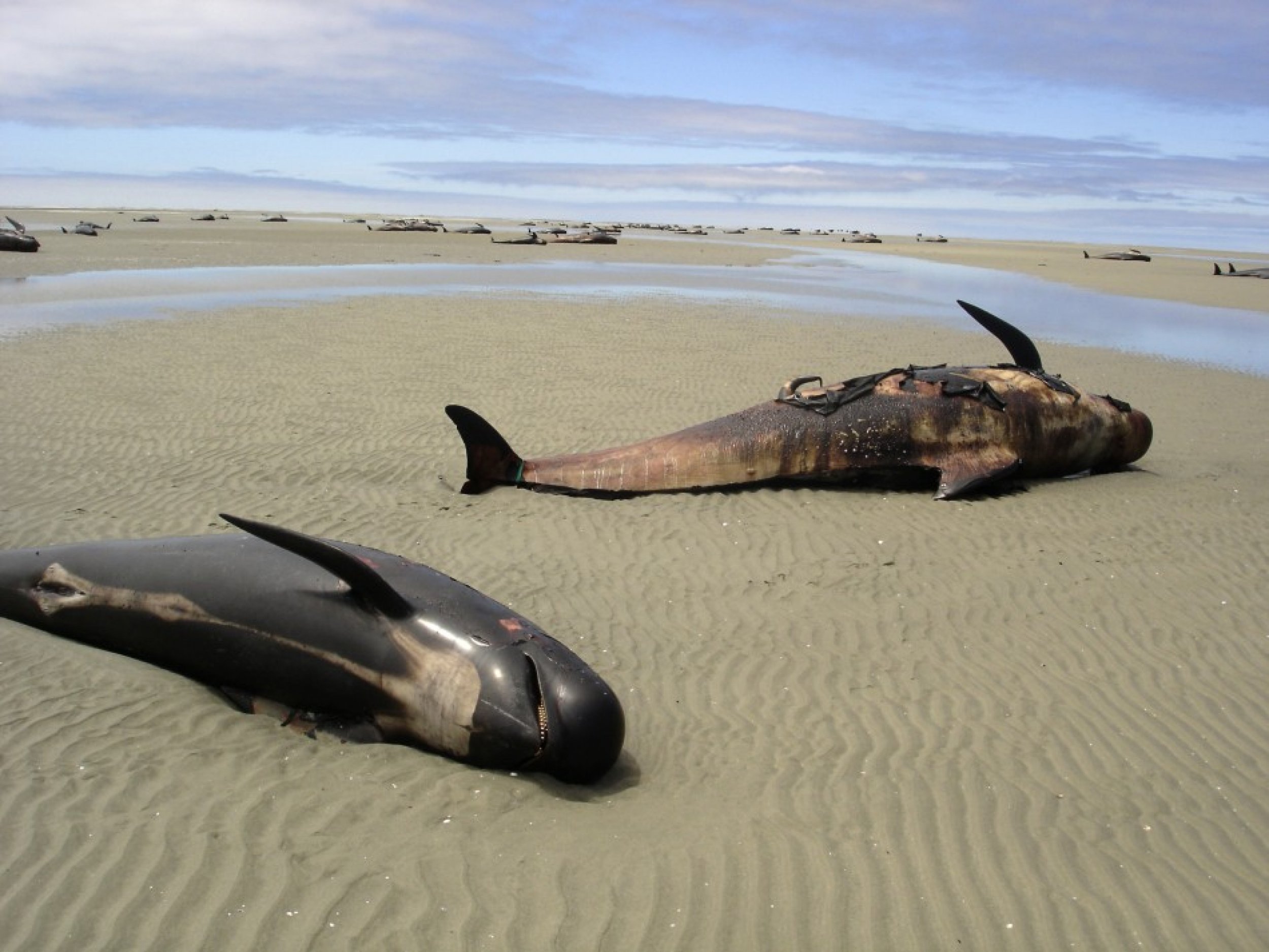 Dead whales lie on the beach at Farewell Spit on New Zealands South Island
