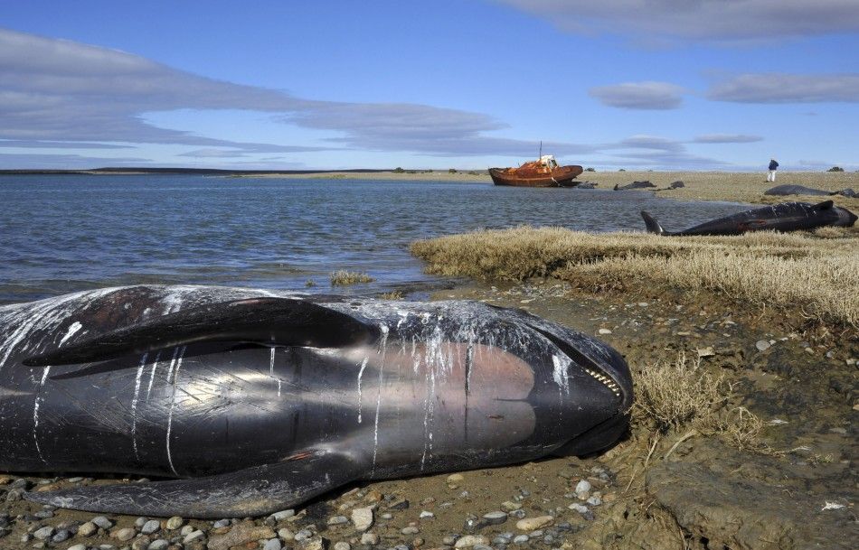 The bodies of stranded pilot whales are seen on a beach in the coastal region of Bustamante Bay 2