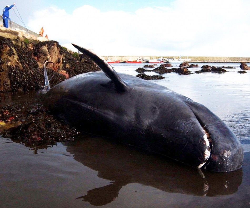 DEAD PILOT WHALE LIES IN PORT OF BURELA WHERE OVER 20 WHALES BEACHED THEMSELVES.