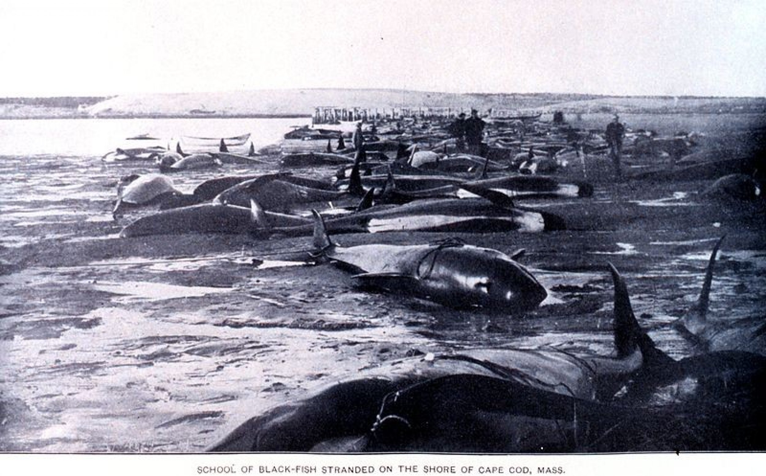 A mass stranding of Pilot Whales on the shore of Cape Cod, 1902
