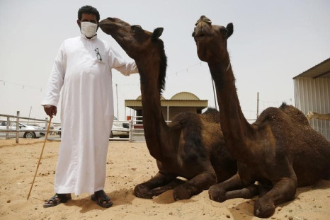 A man wearing a mask poses with camels at a camel market in the village of al-Thamama near Riyadh May 11, 2014