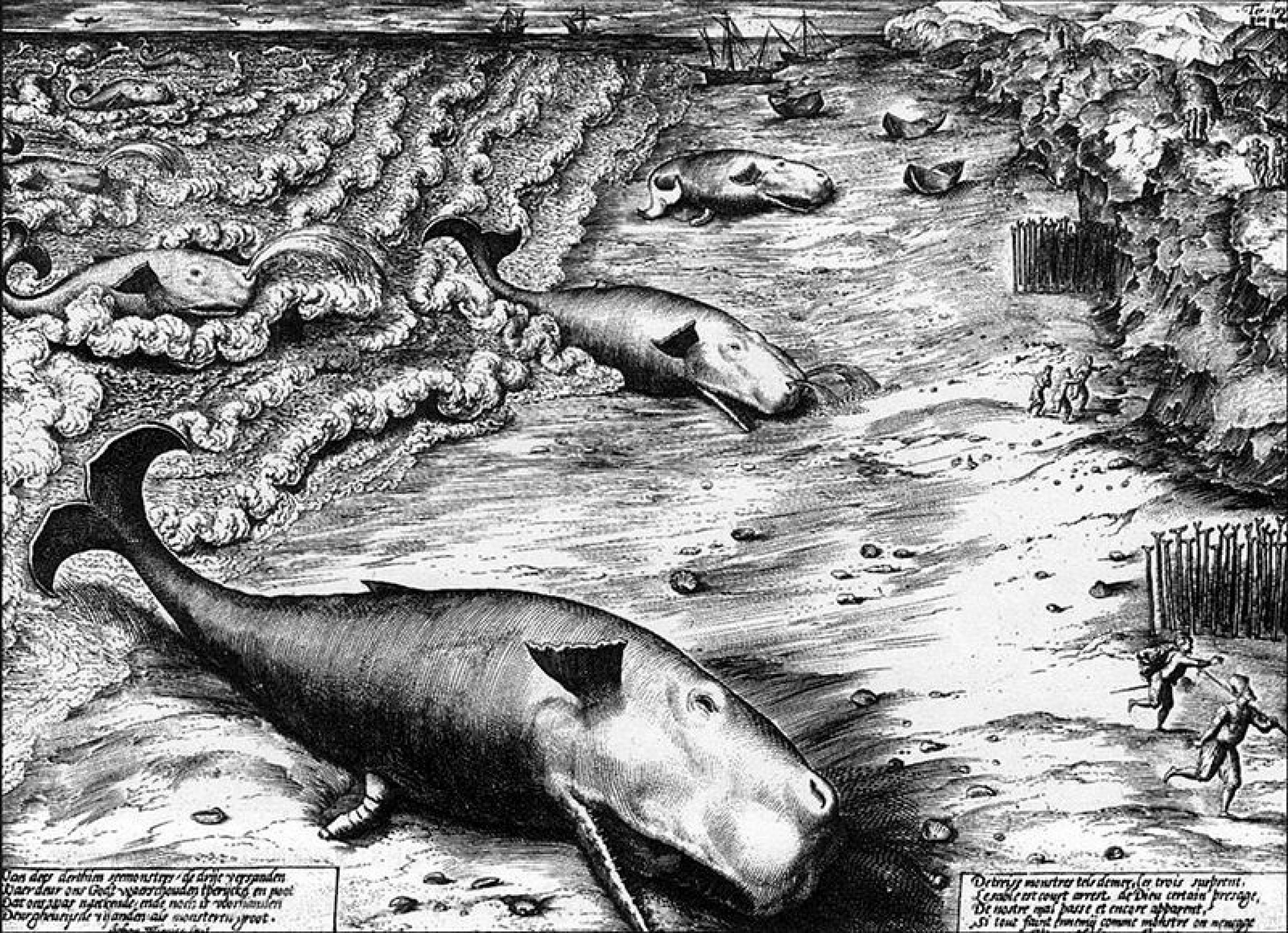 Three Beached Whales, a 1577 engraving by Dutch artist Jan Wierix, depicts stranded Sperm Whales