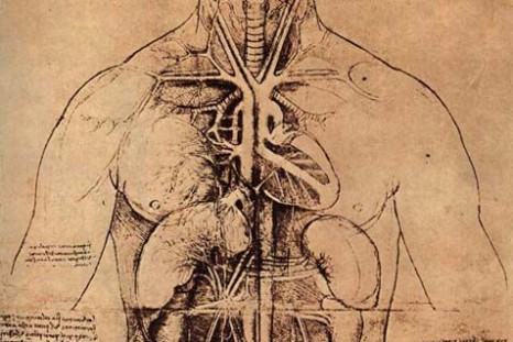 "Drawing of A Woman's Torso," Leonardo Da Vinci