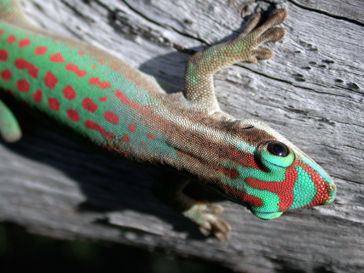 'Sex Gecko' Satellite
