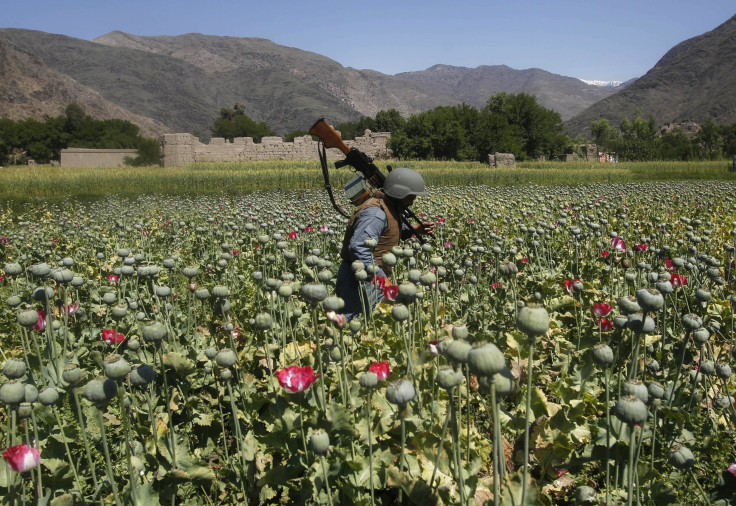 Afghanistan Poppy Fields