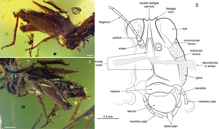 Grasshopper_Amber_Collection 