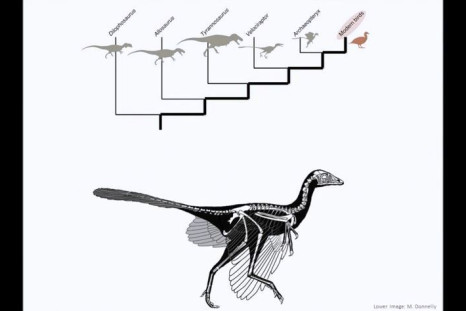dinosaurs_birds_evolution