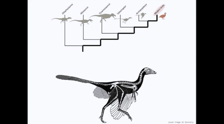 dinosaurs_birds_evolution