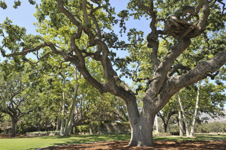 Inside Neverland Ranch: Photos