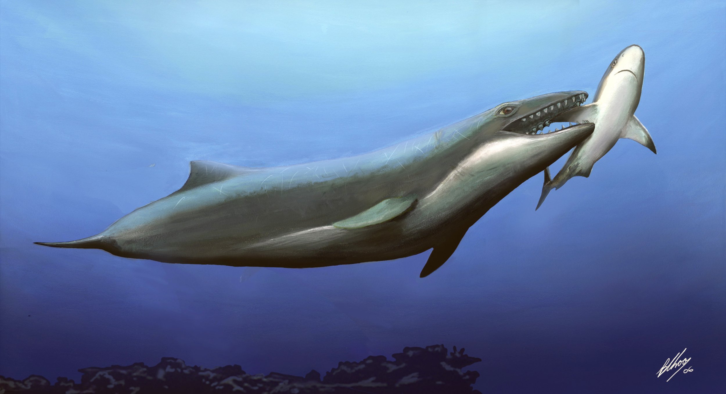 Rescue Workers 'Save' 16 Million-Year-Old Giant Whale Fossil | IBTimes