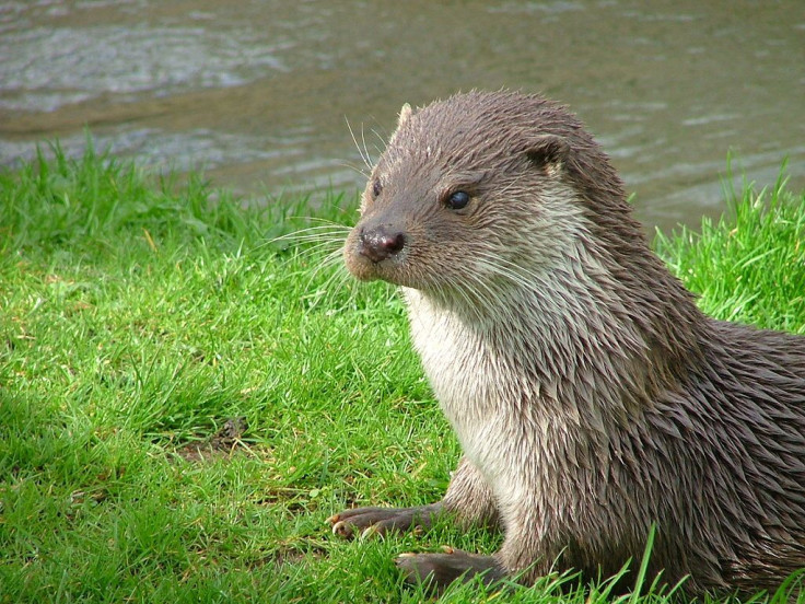 Mean River Otter