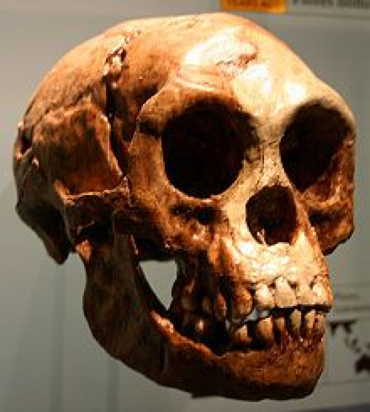 220px-Homo_floresiensis
