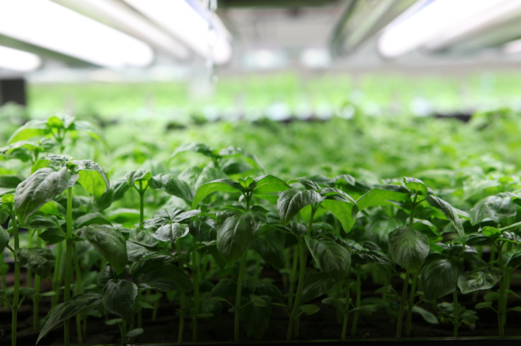 Indoor farming