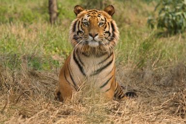 Bengal tiger India