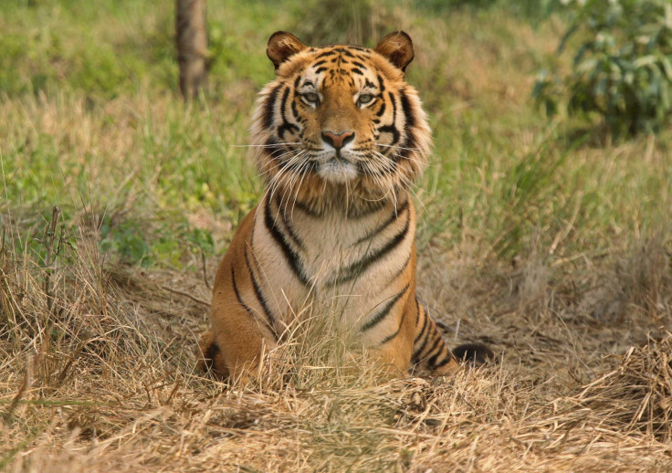 Bengal tiger India