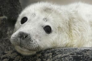 North Sea_Gray Seal Pup