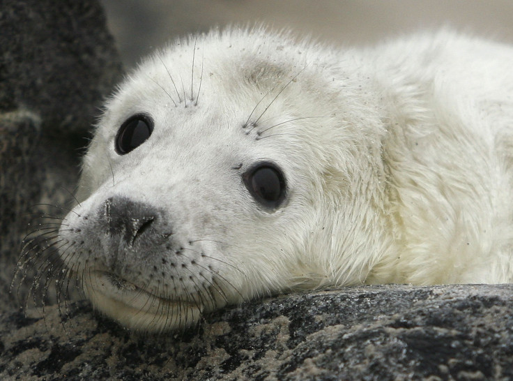 North Sea_Gray Seal Pup