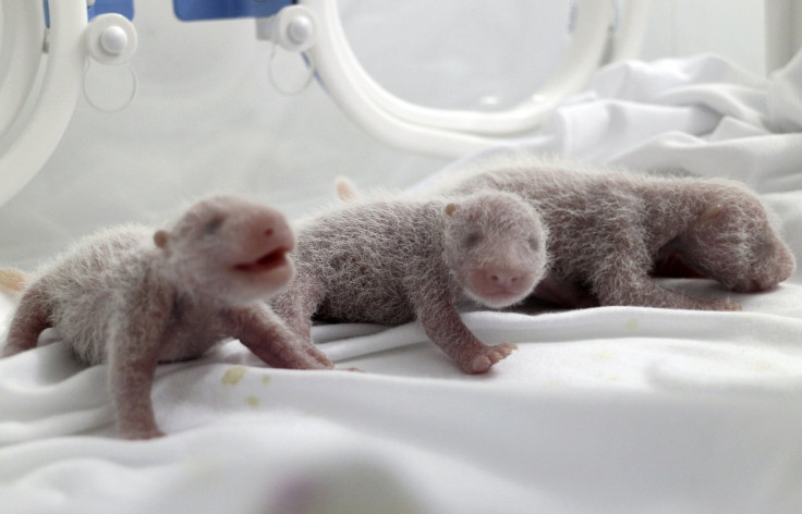 Newborn panda triplets