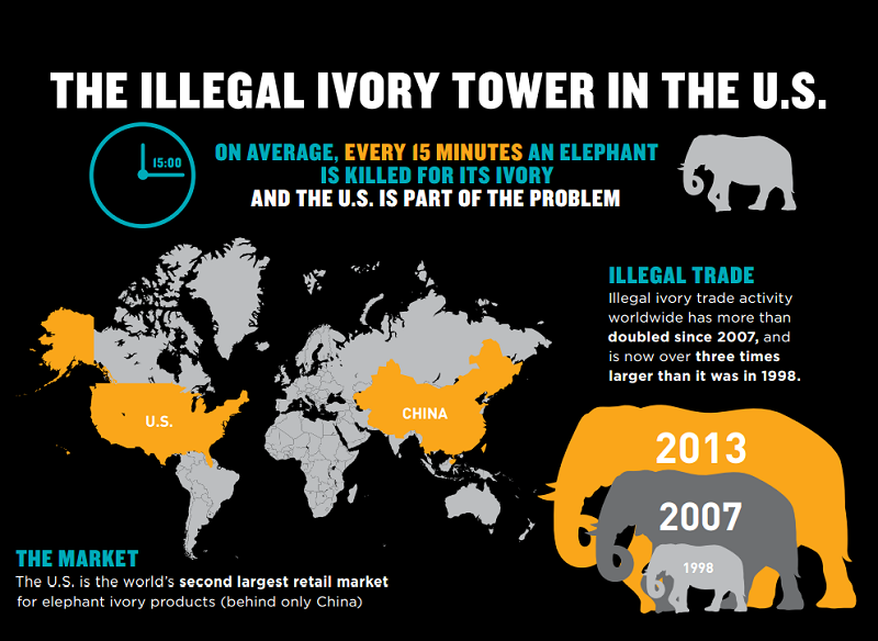 Illegal Ivory Trade US Authorities Target American Auction Houses   Ivory Demand Worldwide 