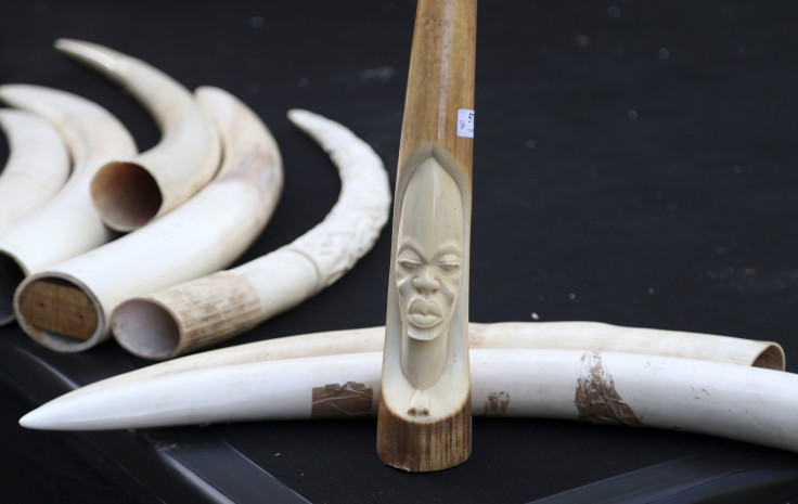 Illegal Ivory in Belgium 