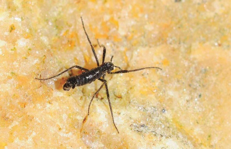 Antarctic Midge