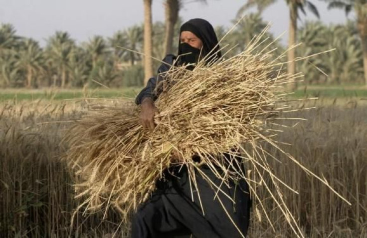 Iraqi wheat