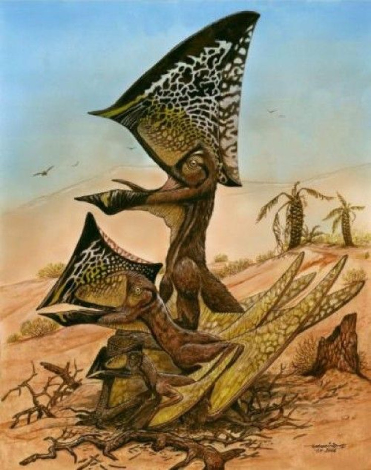 new-pterosaur