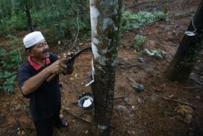 Natural Rubber Production Malaysia