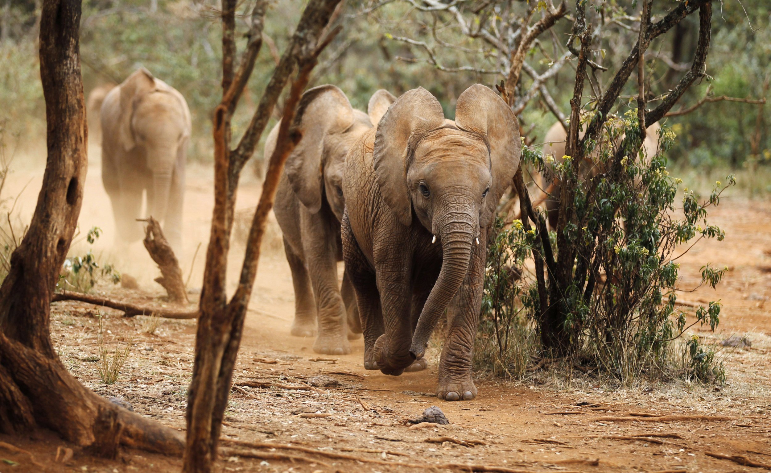 African Elephants Becoming Extinct? More Mammals Killed By Poachers