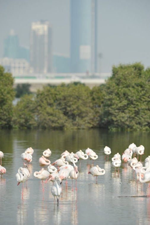 Dubai Wildlife Sanctuary