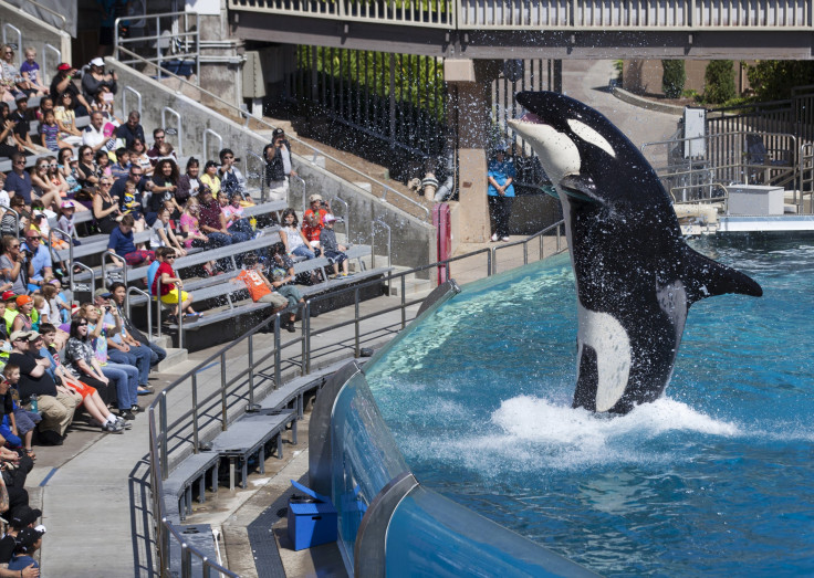 SeaWorld Shamu Show Ban