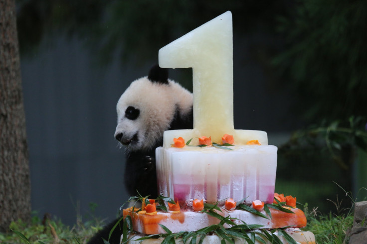 Bao Bao birthday