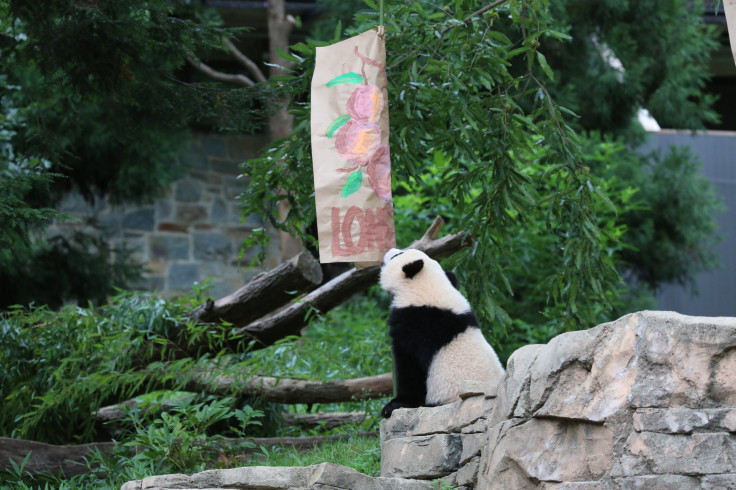 Bao Bao birthday