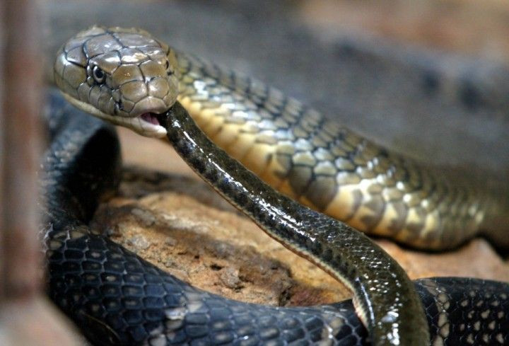king-cobra