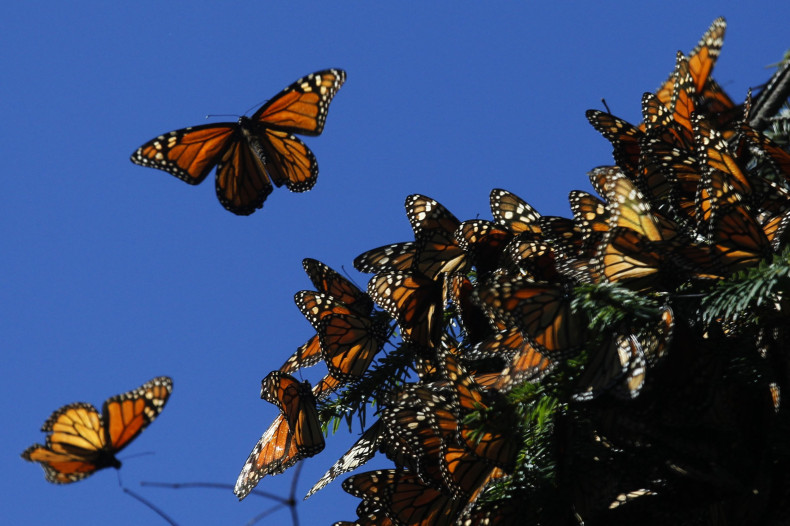 Monarch Butterfly Endangered Species Act