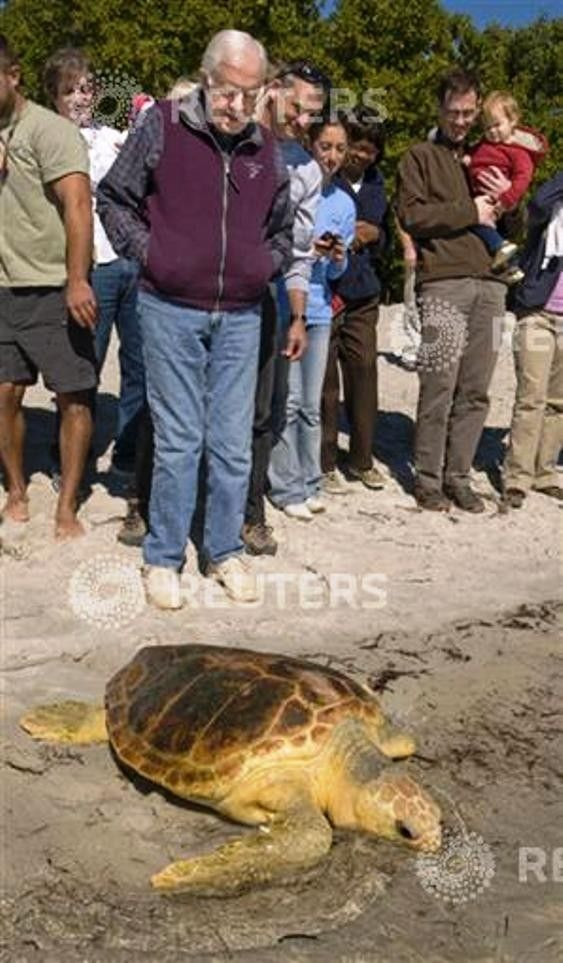 Former U.S. President Jimmy Carter watches "Danger," a loggerhead sea turtle, as it walks into the ocean