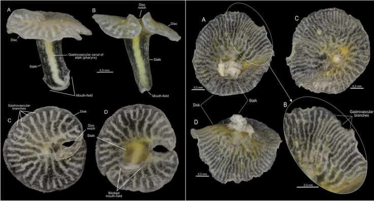 Mushroomshaped_species