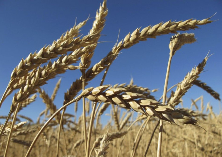 Ears of wheat are seen in a field 