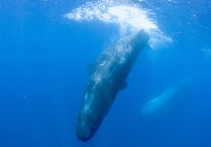 California blue whales