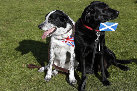 Dogs, Union Flag, Scottish Saltire, Aug. 30, 2014