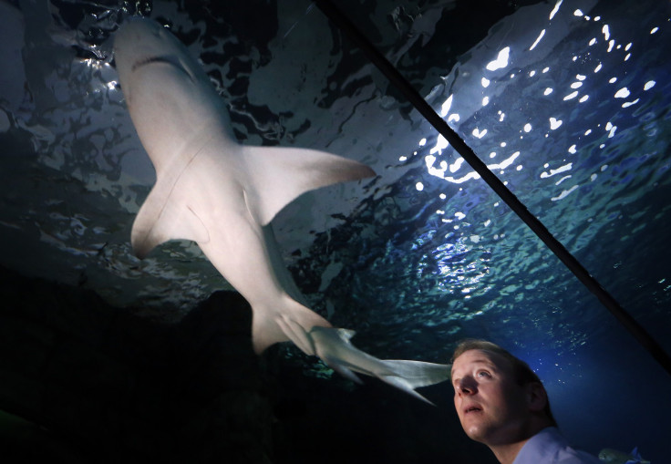 Sharks in Australia