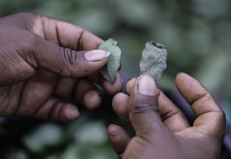 Coca Plant