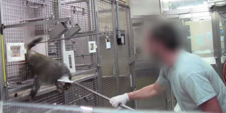 Undercover Filming Reveals Animal Abuse
