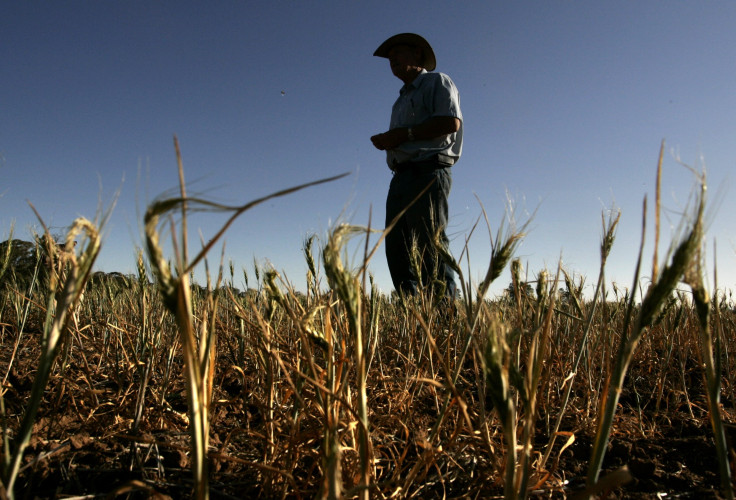 Wheat Crop Drought