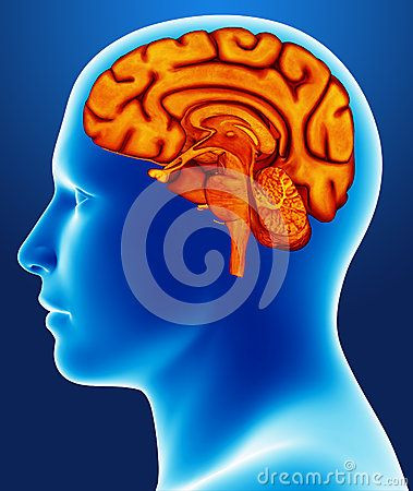 brain-detail-illustration-human-36825769