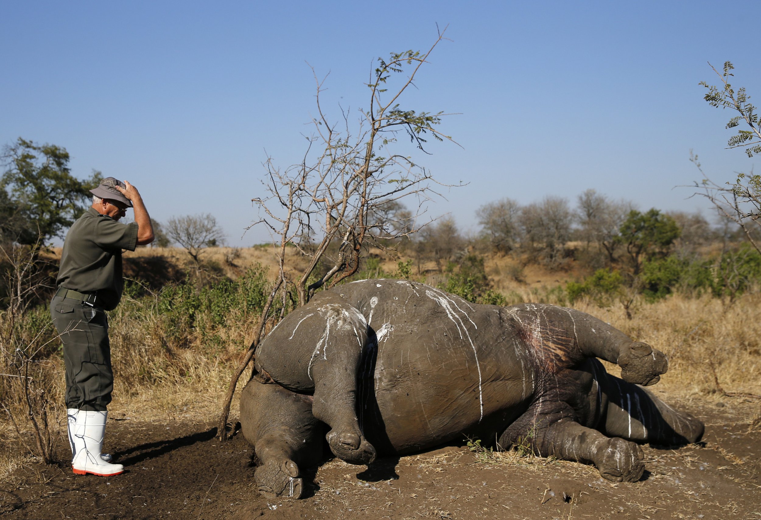 South Africa National Parks Workers Arrested On Suspicion Of Rhino Poaching In Kruger National 9353