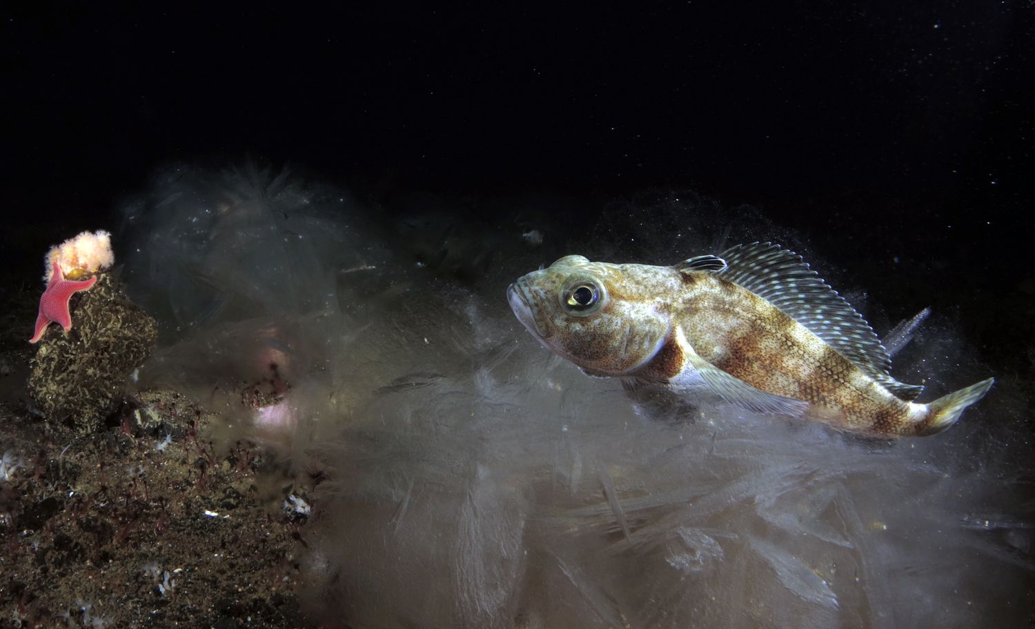 antarctic-fish-survive-icy-cold-waters-by-developing-antifreeze